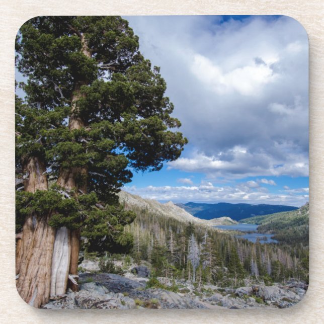 Dessous-de-verre Sierra Juniper et arbres à feuilles persistantes 2 (Devant)
