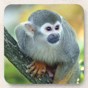 Dessous-de-verre Singe 004