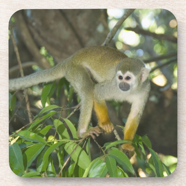 Dessous-de-verre Singe-écureuil commun, (Saimiri sciureus), Rio (Devant)