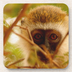 Dessous-de-verre Singe effronté.