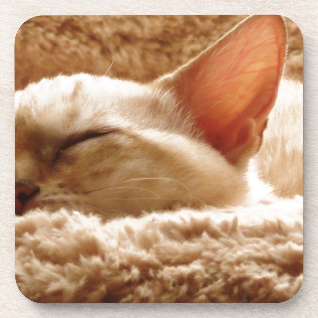 Dessous-de-verre Sleepy Cat (Devant)