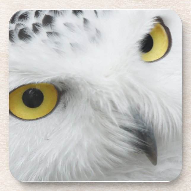 Dessous-de-verre Snowy Owl Eyes (Devant)