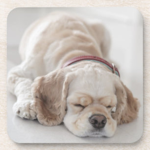 Dessous-de-verre Sommeil de chien de cocker