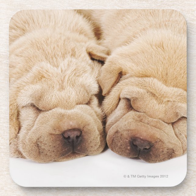 Dessous-de-verre Sommeil de deux chiots de Shar Pei (Devant)