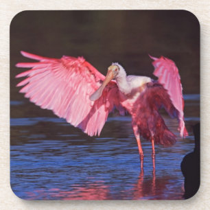 Dessous-de-verre Spatule rosée (Ajaia ajaja) avec Cormoran
