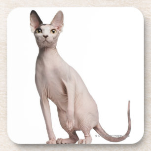 Dessous-de-verre Sphynx (13 mois)