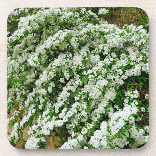Dessous-de-verre Spirea Arguta (Devant)