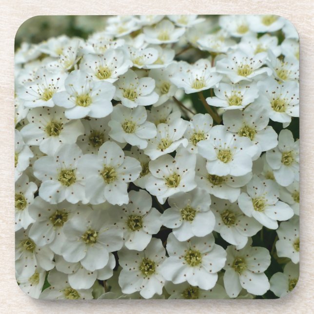 Dessous-de-verre Spirea Arguta (Devant)