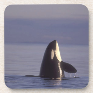 Dessous-de-verre Spyhopping Orca Killer Whale (Orca orcinus) près d