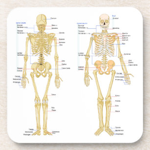 Dessous-de-verre Squelette humain marqué diagramme d'anatomie