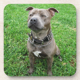 Dessous-de-verre Staffordshire Bull Terrier Assis À L'Attention,