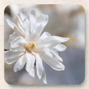 Dessous-de-verre Star Magnolia Bloom