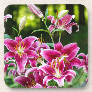 Dessous-de-verre Stargazer Lilies