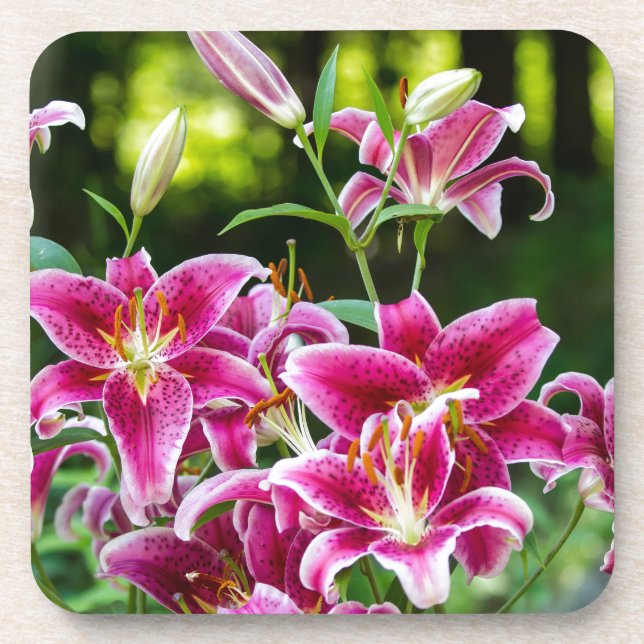 Dessous-de-verre Stargazer Lilies (Devant)