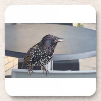 Dessous-de-verre Starling Picture