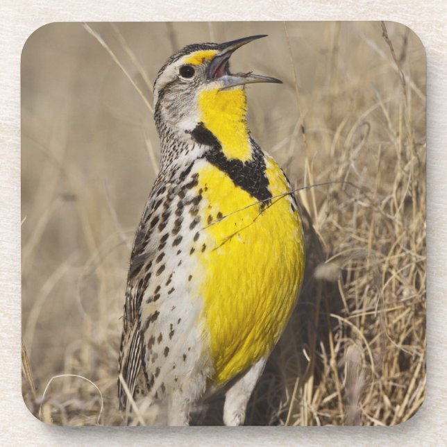 Dessous-de-verre Sturnelle de l'Ouest (Strunella neglecta) (Devant)