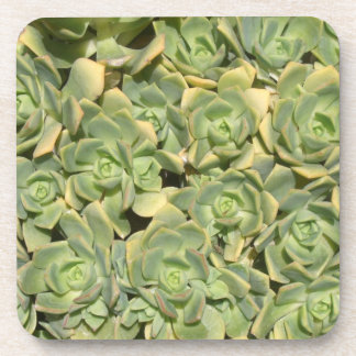 Dessous-de-verre Succulentes