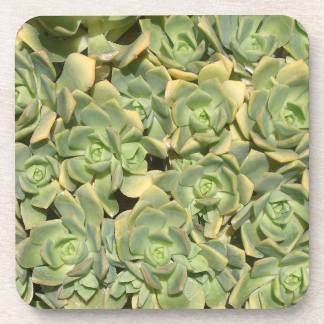 Dessous-de-verre Succulentes (Devant)