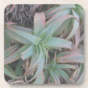 Dessous-de-verre Succulentes du Nevada