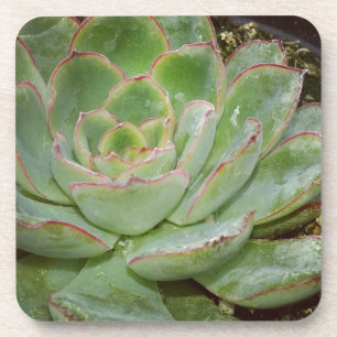 Dessous-de-verre Succulents