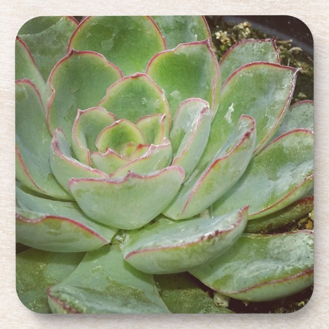 Dessous-de-verre Succulents (Devant)