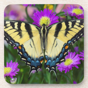 Dessous-de-verre Swallowtail Butterfly on daisy
