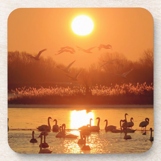 Dessous-de-verre Swans dans le lac au coucher du soleil (Devant)