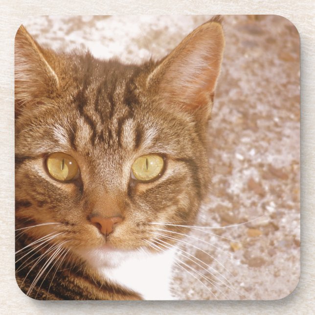 Dessous-de-verre Tabby Cat (Devant)