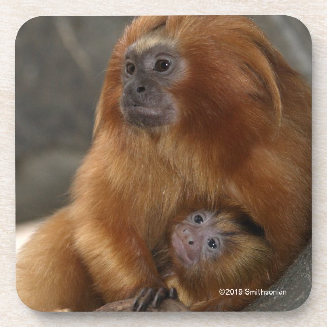 Dessous-de-verre Tamarin d'or de lion avec le bébé (Devant)
