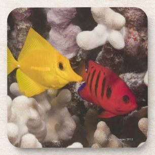Dessous-de-verre Tang jaune