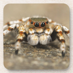 Dessous-de-verre Tarantula Jumping Bird Spider fantastiques accesso