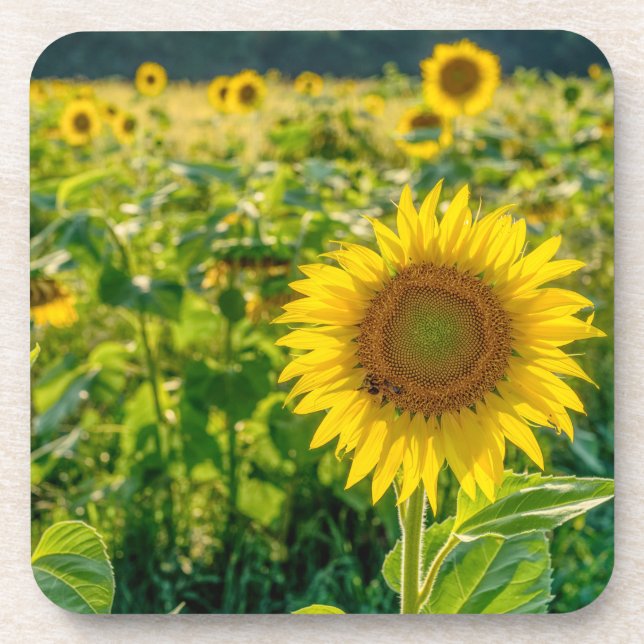 Dessous-de-verre Terrain de tournesol doré (Devant)