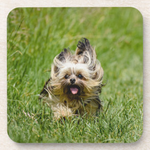 Dessous-de-verre Terrier Yorkshire mignon Traversant L'Herbe