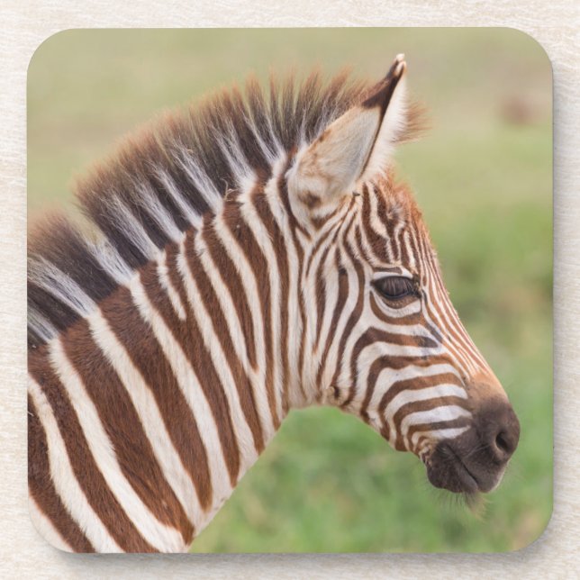 Dessous-de-verre Tête de bébé zèbre, Tanzanie (Devant)