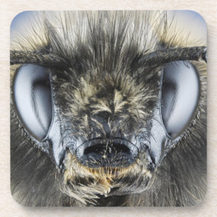 Dessous-de-verre Tête de bourdon