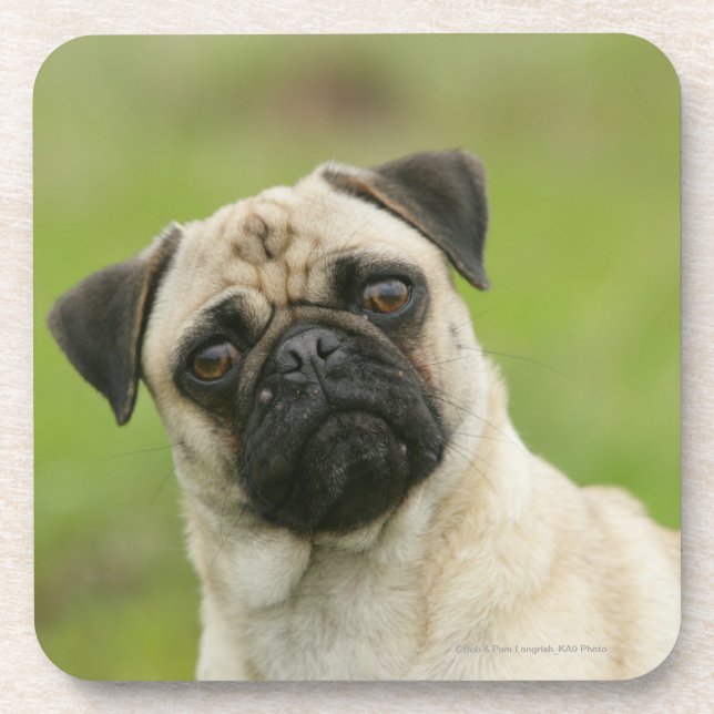 Dessous-de-verre Tête de carlin entassée regardant l'appareil-photo (Devant)