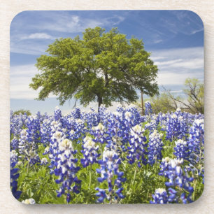 Dessous-de-verre Texas bluebonnets (lupinus texensis) et chêne