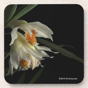 Dessous-de-verre Thunia Marshalliana