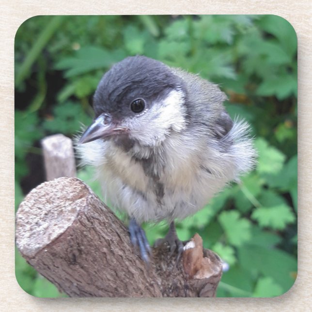 Dessous-de-verre Tidi my Bird le Parus Major (Devant)