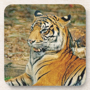 Dessous-de-verre Tigre