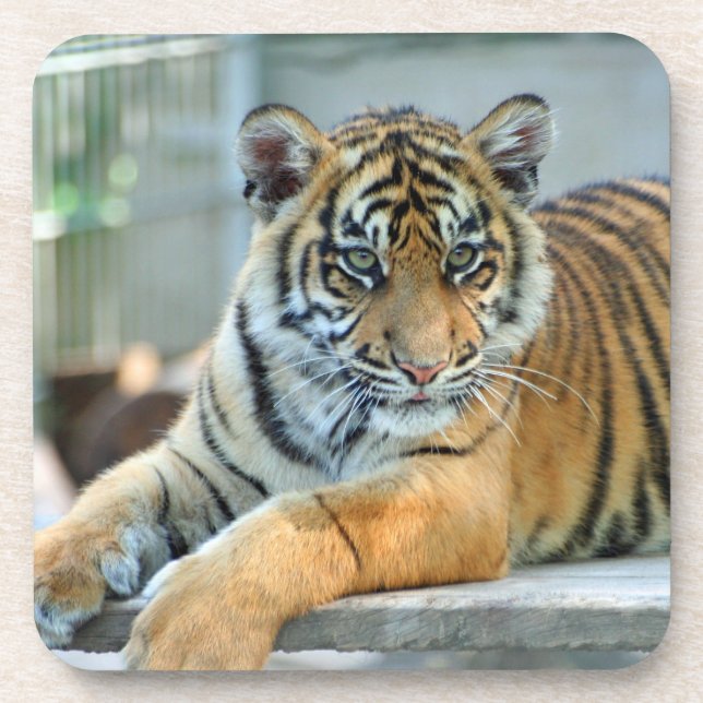 Dessous-de-verre Tigre 034 (Devant)