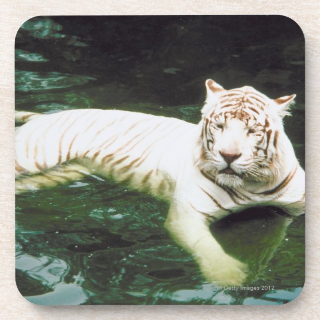 Dessous-de-verre Tigre blanc nageant paisiblement (Devant)