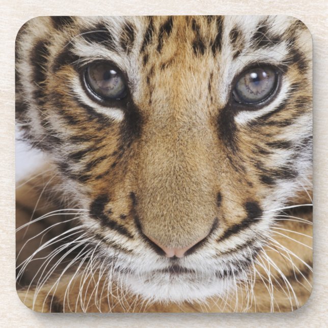 Dessous-de-verre Tigre CUB (Devant)