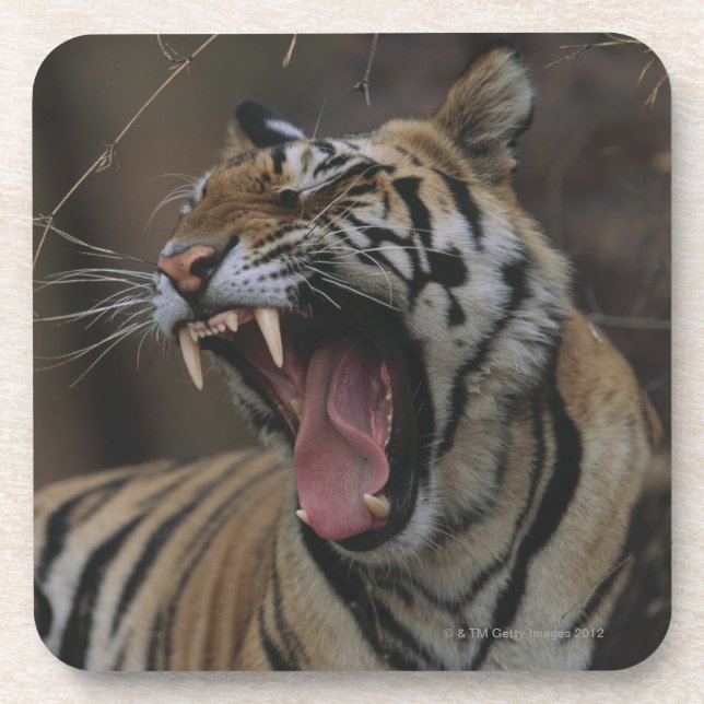 Dessous-de-verre Tigre CUB baîllant (Devant)