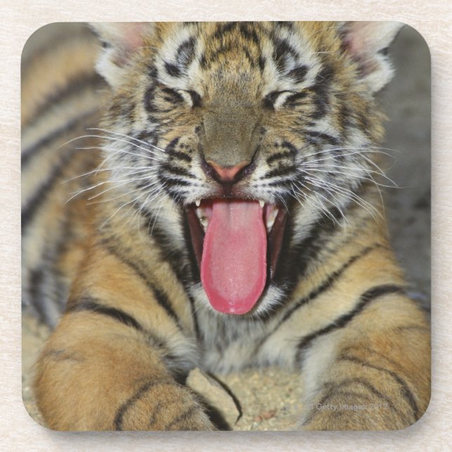 Dessous-de-verre Tigre de Bengale baîllant (Devant)