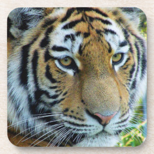 Dessous-de-verre Tigre de Sibérie, Tigre de l'Amour Toboggan