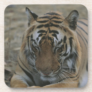 Dessous-de-verre Tigre de sommeil