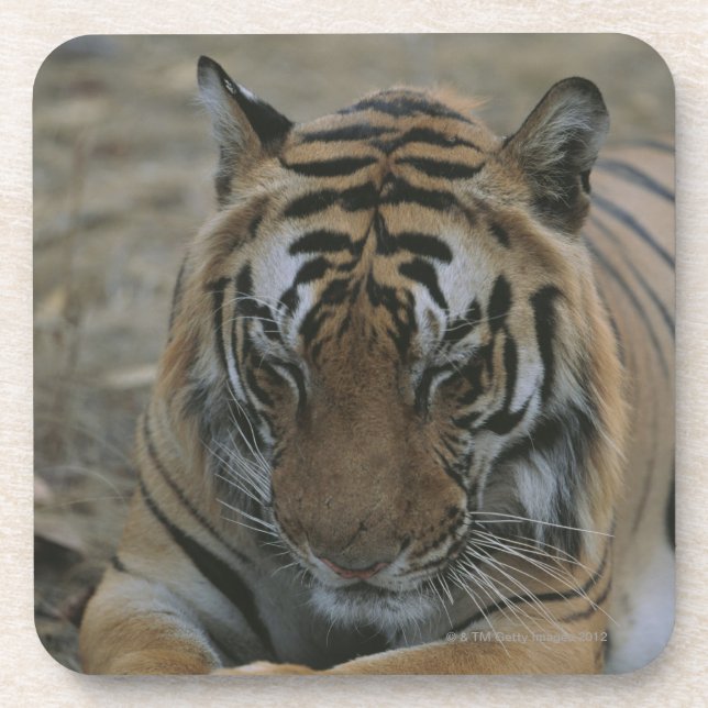 Dessous-de-verre Tigre de sommeil (Devant)