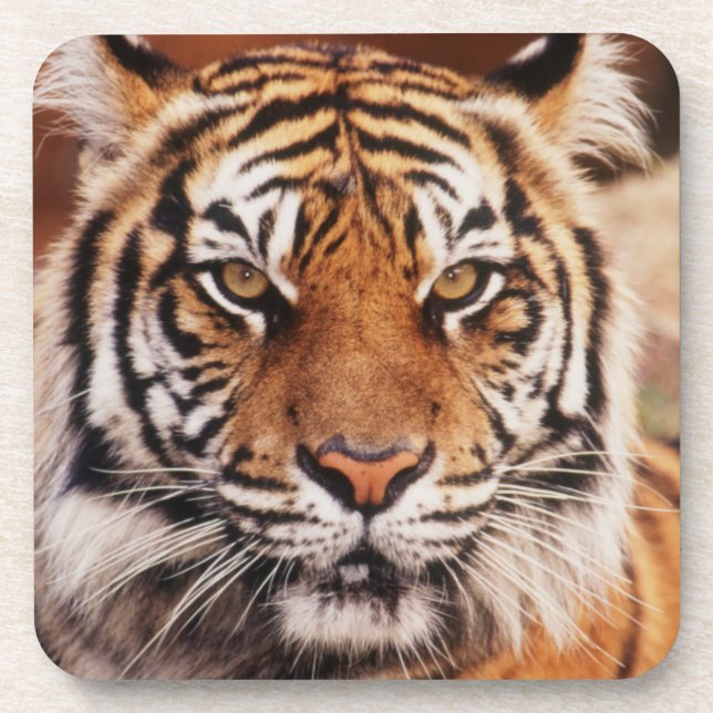 Dessous-de-verre Tigre de Sumatra (Devant)