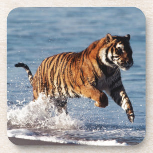 Dessous-de-verre Tigre du Bengale (Panthera Tigris)